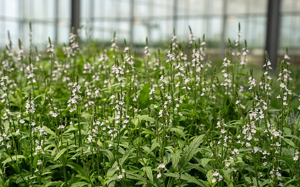 knstliches schilfgras Knstliches Schilf, grn-braun inkl. Ziertopf, braun kaufen