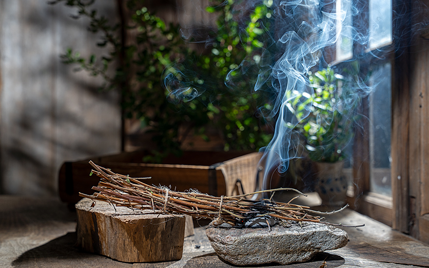 Chachacoma (Pflanze)