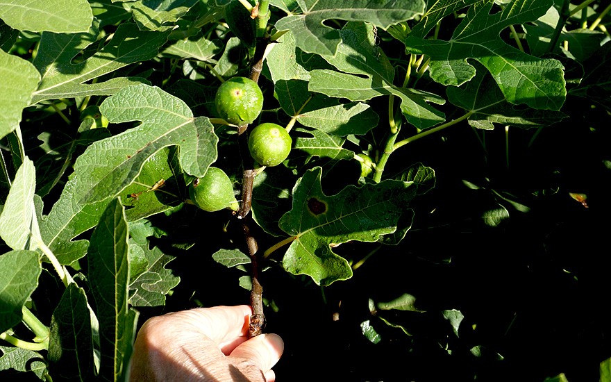 Feigenbaum 'Firoma®' (Pflanze)
