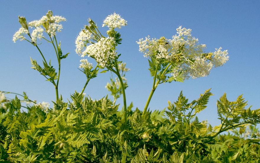 Süßdolde (Myrrhenkerbel) (Saatgut)