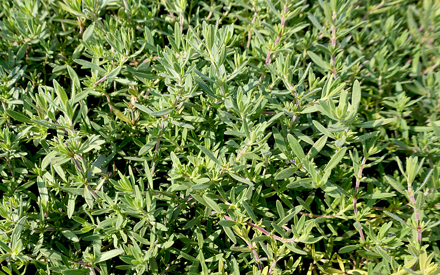 Limonaden-Thymian (Pflanze)