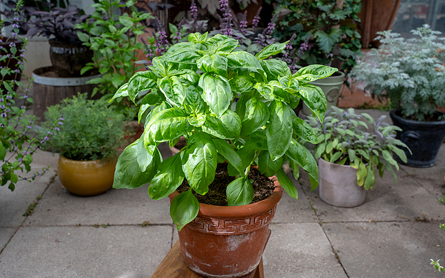 Grossblättriges Anisbasilikum (Saatgut)