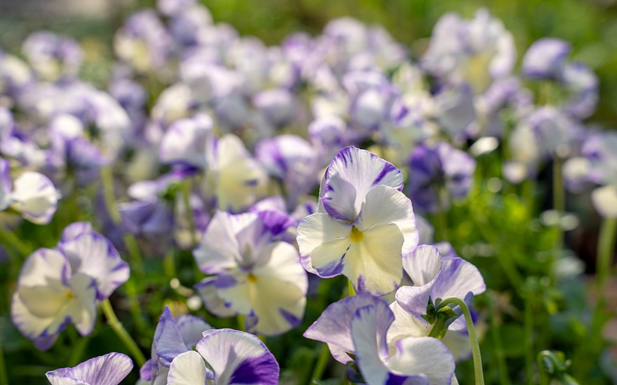 Duftveilchen 'Rebecca' (Pflanze)