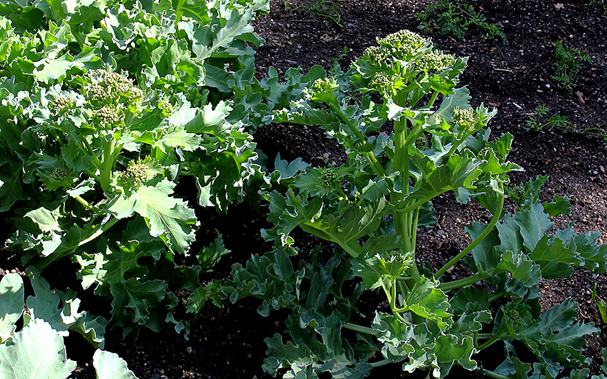 Tatarenkohl (Pflanze)