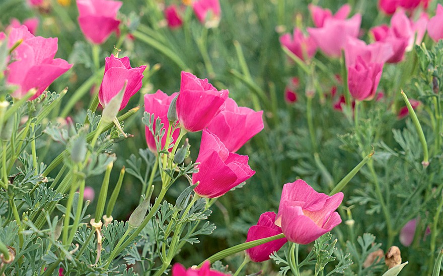 Goldmohn 'Karminkönig' (Saatgut)