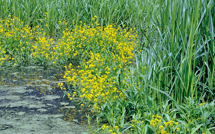 Wild wachsend am Teichrand