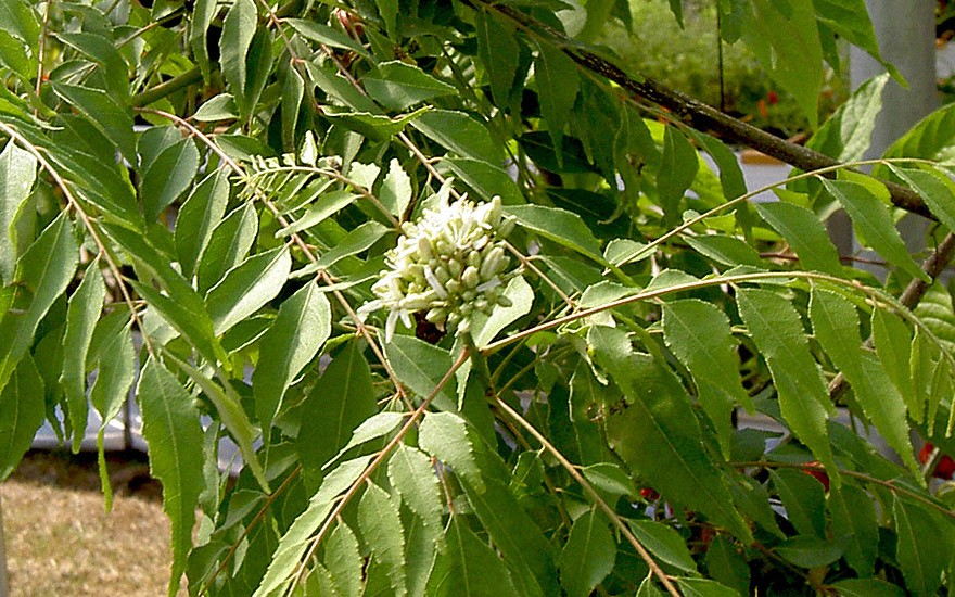 Indisches Curryblatt, extragross (Pflanze)