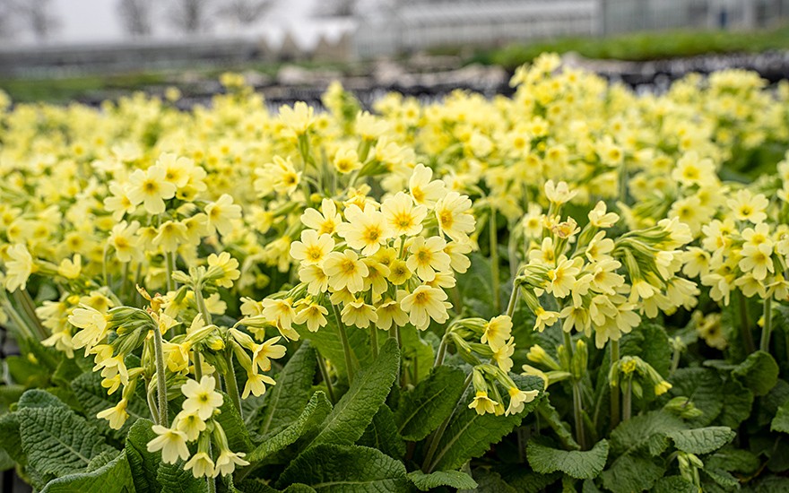 Hohe Schlüsselblume (Pflanze)