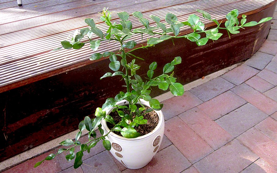 Thailändisches Zitronenblatt Kaffirlimette (Pflanze)