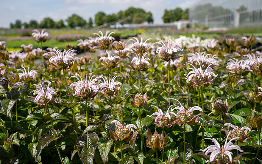Monarda 'Ozark' (Pflanze)