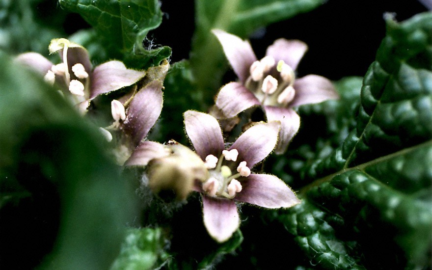 Alraune, herbstblühend (Pflanze)