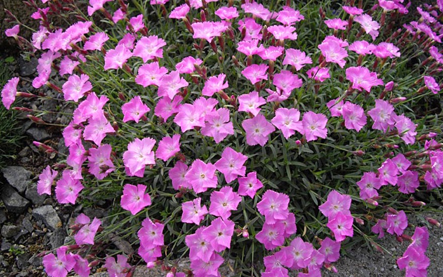 Pfingstnelke 'La Bourboule' (Pflanze)