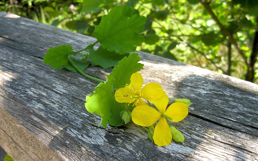 Schöllkraut (Pflanze)