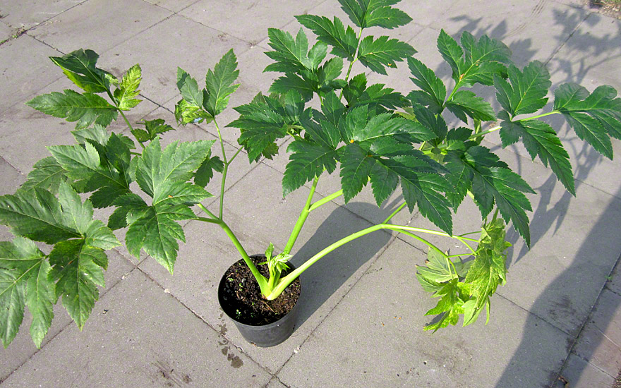 Ashitaba (Pflanze)