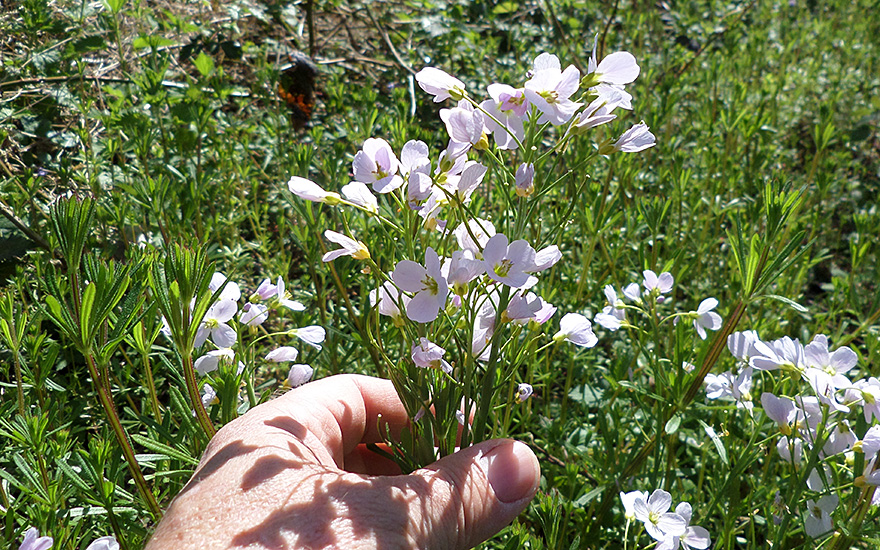 Wiesenschaumkraut (Saatgut)