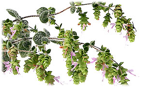 Kreta-Majoran (Pflanze)