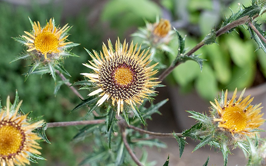 Golddistel (Pflanze)