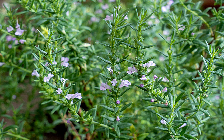 Griechisches Bohnenkraut (Pflanze)