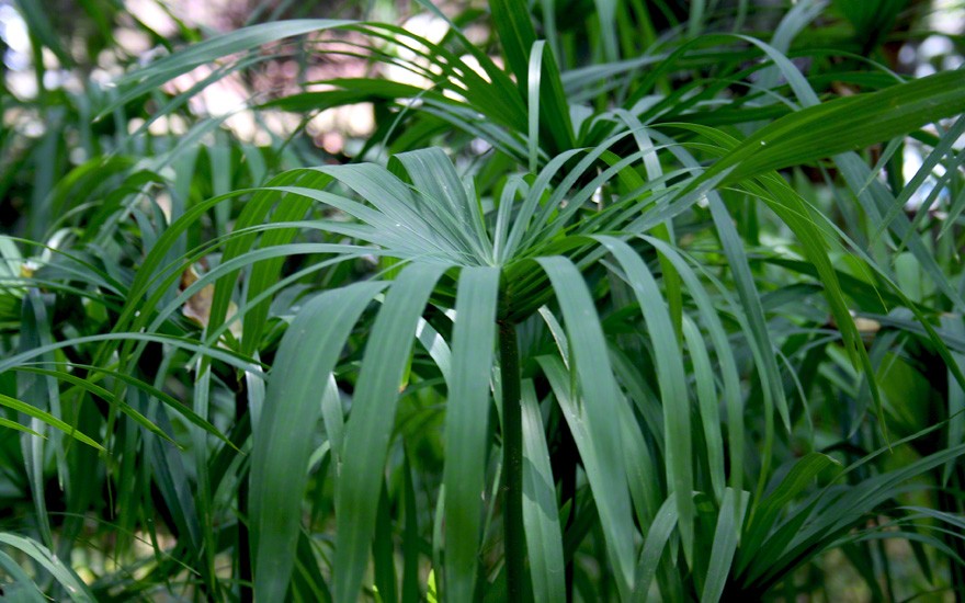 Nagarmotha-Gras (Pflanze)