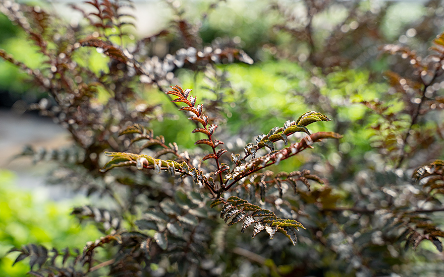 Sansho 'Purple Leaf' (Pflanze)