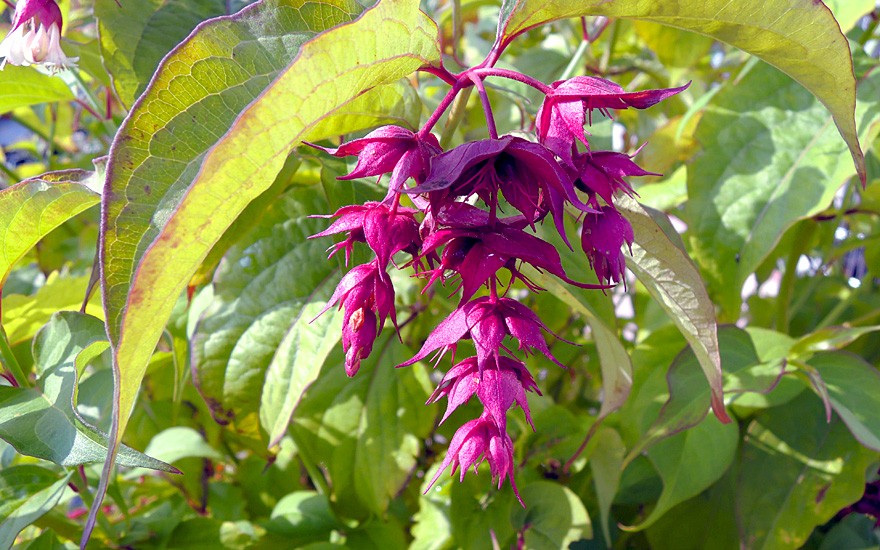 Himalaya-Geißblatt 'Purple Rain' (Pflanze)