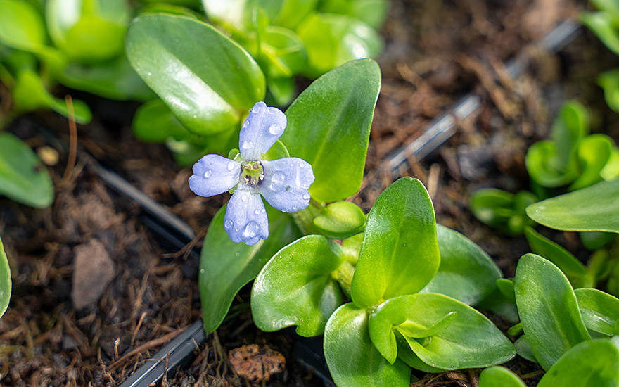 Lemon-Bacopa (Pflanze)