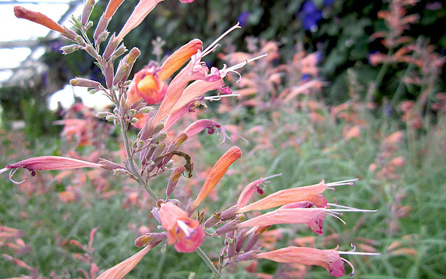 Agastache 'Apache Sunset' (Saatgut)