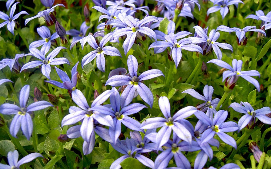 Gaudich, blau blühend (Pflanze)