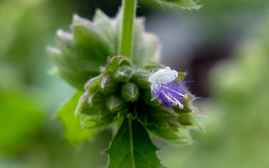Indisches Patchouli, weiss (Pflanze)
