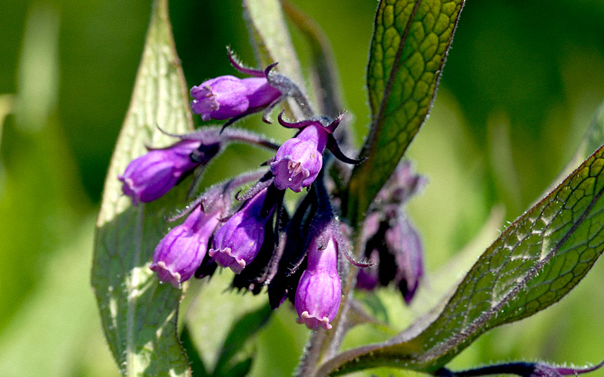 Beinwell, wilder Comfrey (Saatgut)