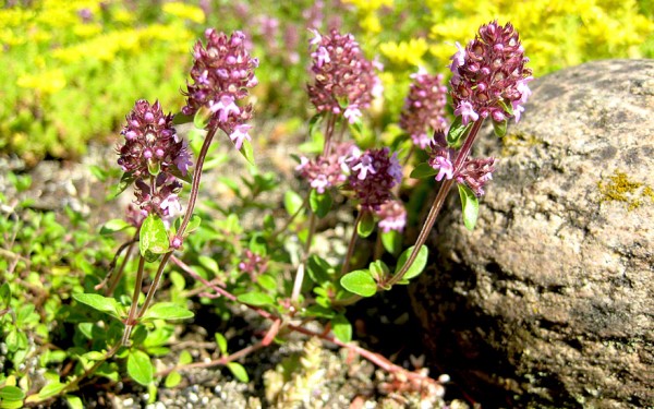rasen saatgut Blumen & Kruterrasen Saatgut  Naturnah & pflegeleicht  WildLand