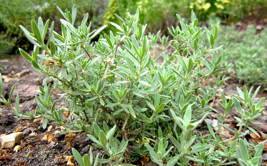 Rosenduftthymian (Pflanze)