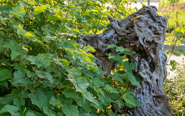 knstlicher olivenbaum Knstlicher Olivenbaum - Annemarie