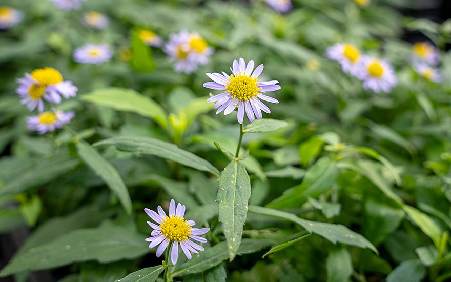 Indische Schönaster, Malantou (Pflanze)