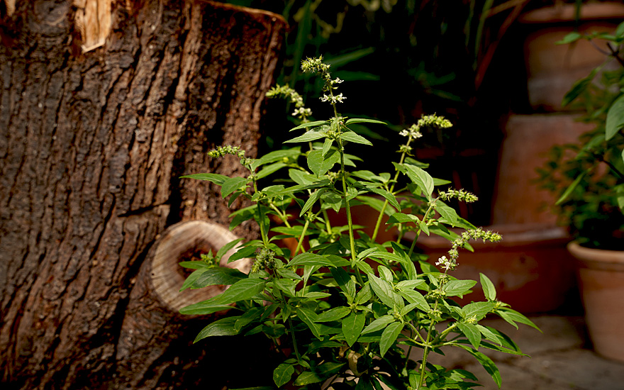 Basilikum 'Malawi Camphor' (Pflanze)