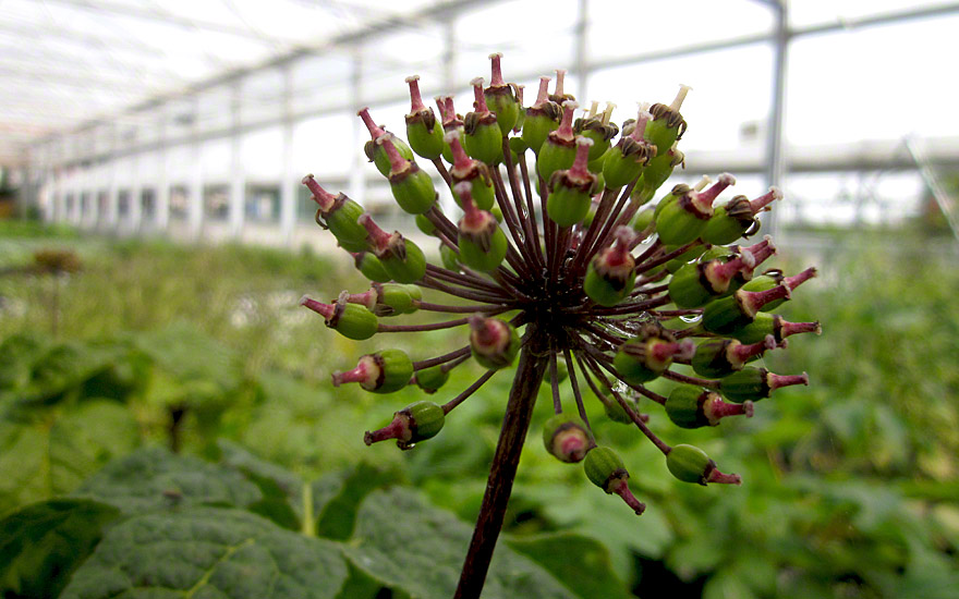 Sibirischer Ginseng (Pflanze)