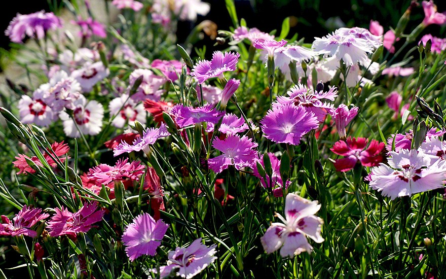 Federnelke 'Nanus Sweetness' (Saatgut)