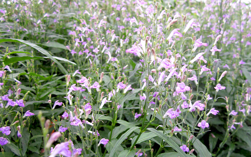 Justicia 'Puerto Rico' (Pflanze)