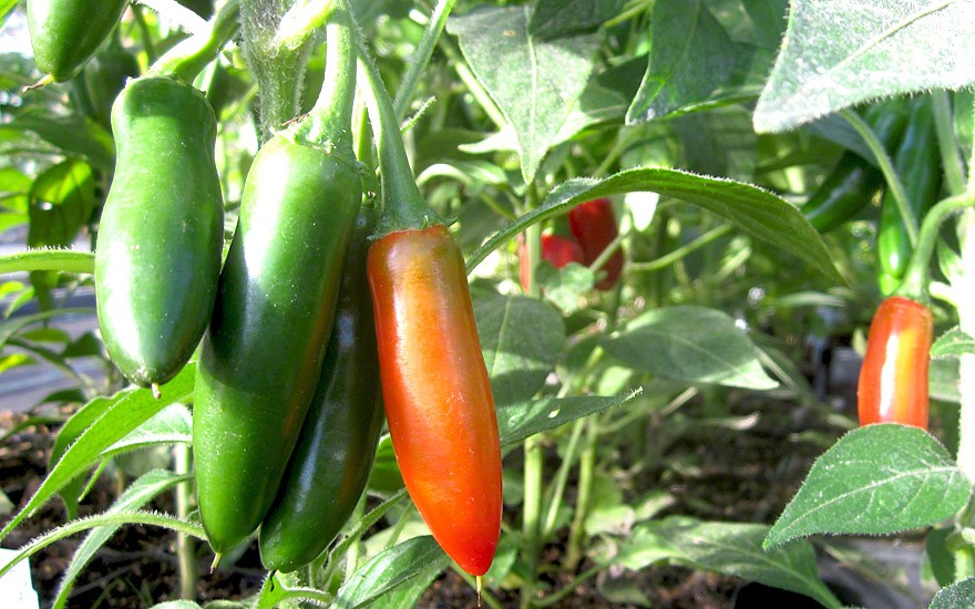 Chili 'Hidalgo' (Saatgut)