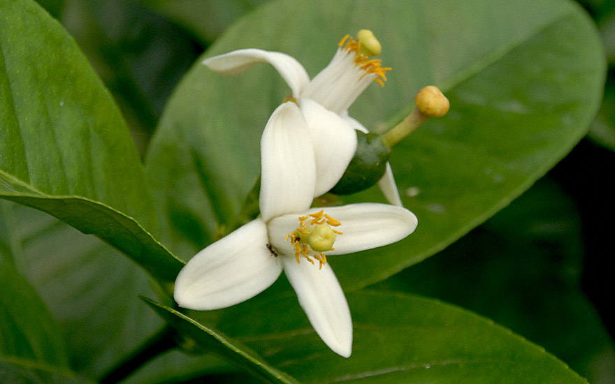 Zitrone 'Ponderosa' (Pflanze)