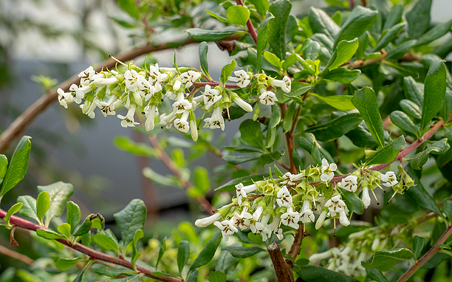 Chachacoma (Pflanze)