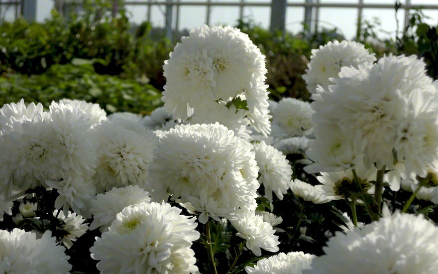 Chinesische Tee-Chrysantheme, gefüllt blühend (Ju Hua) (Pflanze)