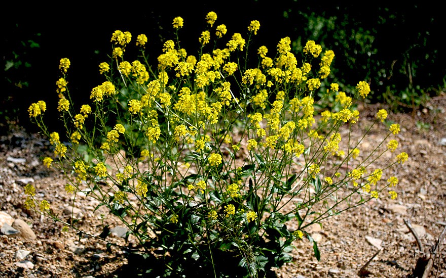 Winterkresse, Wildform (Saatgut)