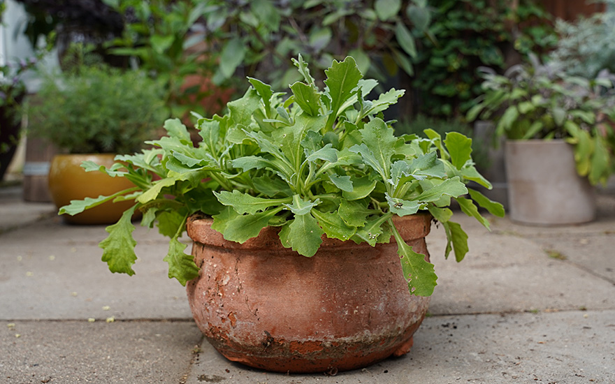 Alpenkresse (Pflanze)