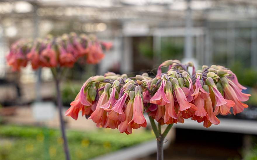 Brutblatt (Goethe-Pflanze) (Pflanze)