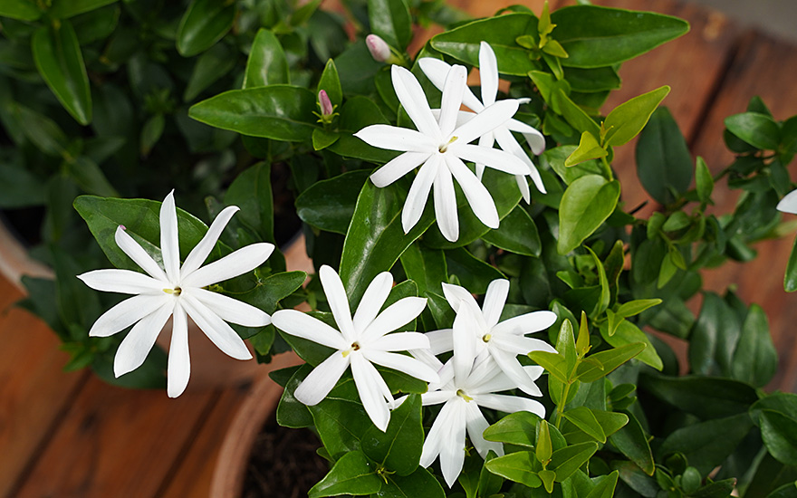 Thai-Jasmin (Pflanze)