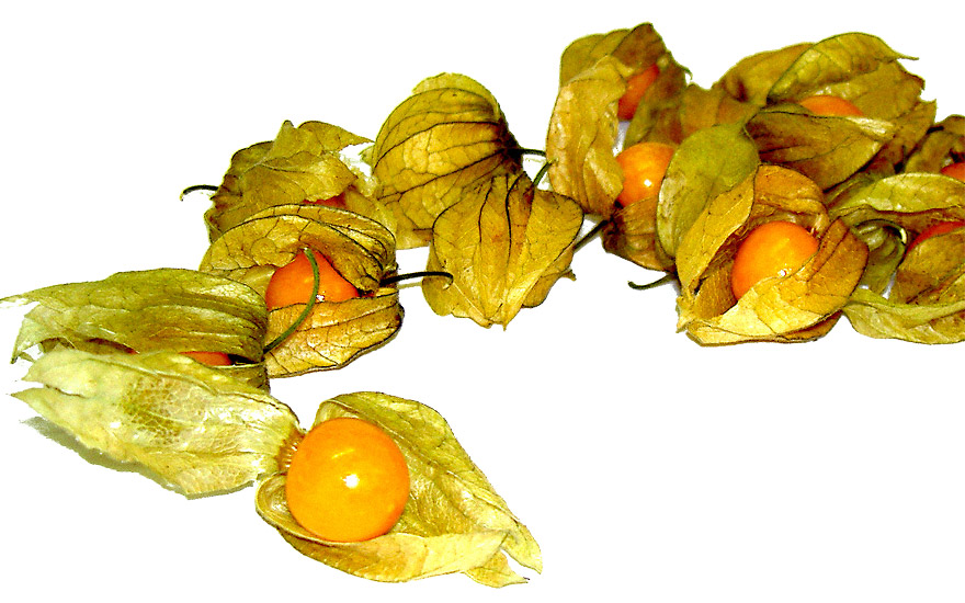 Andenbeere, Physalis (Pflanze)