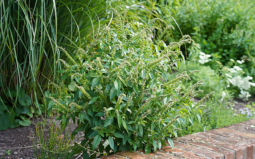 Basilikum 'Sambia' (Pflanze)