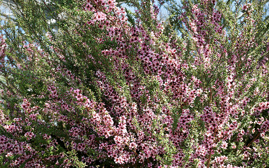 Manuka, Neuseelandmyrte (Saatgut)