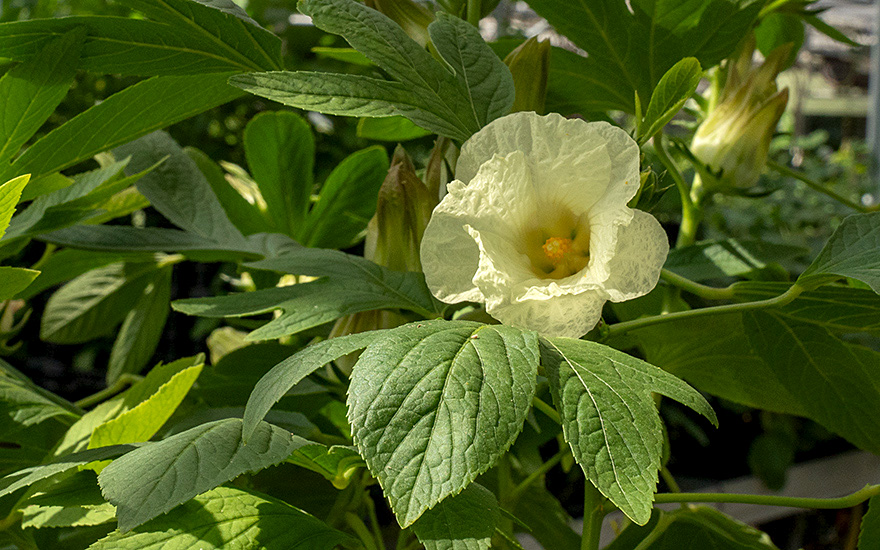 Weißer Bissap (Grüner Hibiskus) (Pflanze)